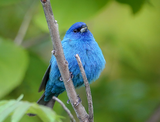 Adirondack Birding: Indigo Bunting at Hulls Falls Road (30 May 2018)