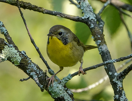 Adirondack Birding: Common Yellowthroat at Hulls Falls Road (6 August 2018)