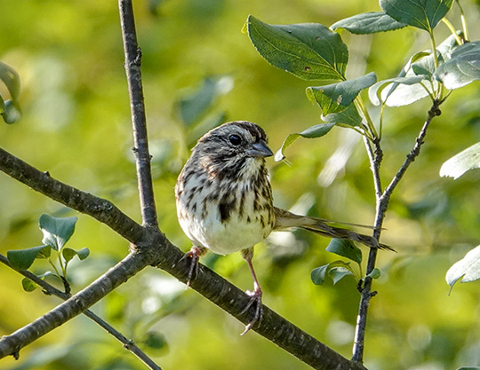 Adirondack Birding: Song Sparrow at Hulls Falls Road (10 October 2018) Adirondack Birding: Song Sparrow at Hulls Falls Road (10 October 2018)