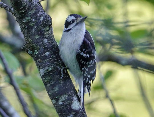 Adirondack Birding: Downy Woodpecker at Hulls Falls Road (18 July 2018) Adirondack Birding: Downy Woodpecker at Hulls Falls Road (18 July 2018)
