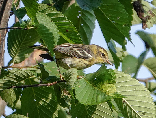 Adirondack Birding: Female Blackburnian Warbler at Hulls Falls Road (8 August 2018)