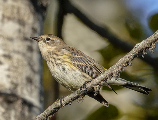 Adirondack Birding: Yellow-rumped Warbler at Hulls Falls Road (10 October 2018)