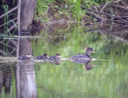 Adirondack Birding: Hooded Merganser and ducklings at Hulls Falls Road (29 June 2018)