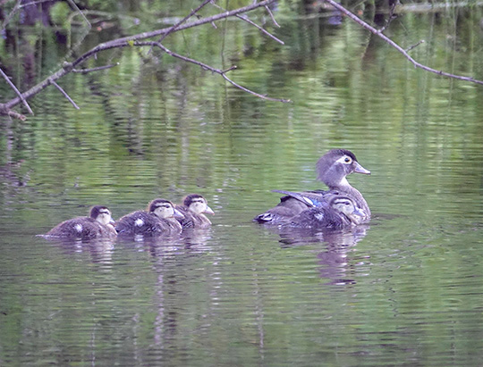 Adirondack Birding: Wood Duck and ducklings at Hulls Falls Road (29 June 2018) Adirondack Birding: Wood Duck and ducklings at Hulls Falls Road (29 June 2018)