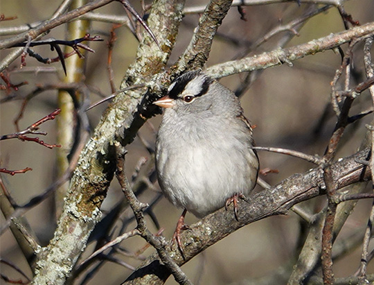 Adirondack Birding: White-crowned Sparrow on the Jackrabbit Trail at River Road (18 October 2018) Adirondack Birding: White-crowned Sparrow on the Jackrabbit Trail at River Road (18 October 2018)