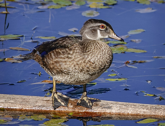 Adirondack Birding: Wood Duck on the Jackrabbit Trail at River Road (13 September 2018) Adirondack Birding: Wood Duck on the Jackrabbit Trail at River Road (13 September 2018)