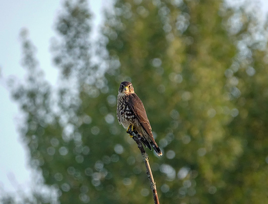 Adirondack Birding: Merlin on the Jackrabbit Trail at River Road (26 August 2018) Adirondack Birding: Merlin on the Jackrabbit Trail at River Road (26 August 2018)