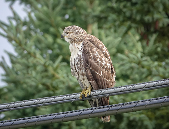 AAdirondack Birding: Red-tailed Hawk on the Jackrabbit Trail at River Road (29 August 2018)