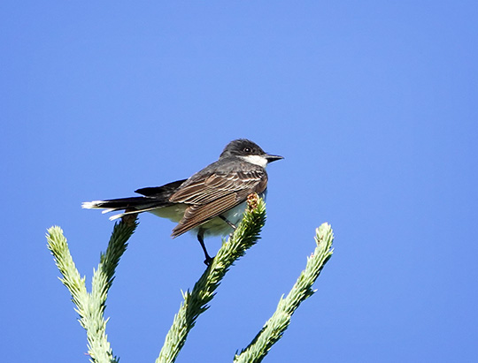 Adirondack Birding: Eastern Kingbird on the Jackrabbit Trail at River Road (22 June 2018)