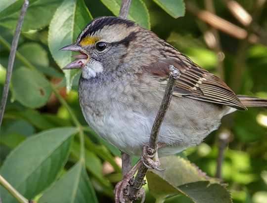 Adirondack Birding: White-throated Sparrow on the Jackrabbit Trail at River Road (8 September 2018) Adirondack Birding: White-throated Sparrow on the Jackrabbit Trail at River Road (8 September 2018)