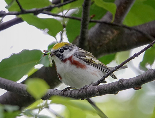 Adirondack Birding: Chestnut-sided Warbler on the Jackrabbit Trail at River Road (21 June 2018) Adirondack Birding: Chestnut-sided Warbler on the Jackrabbit Trail at River Road (21 June 2018)