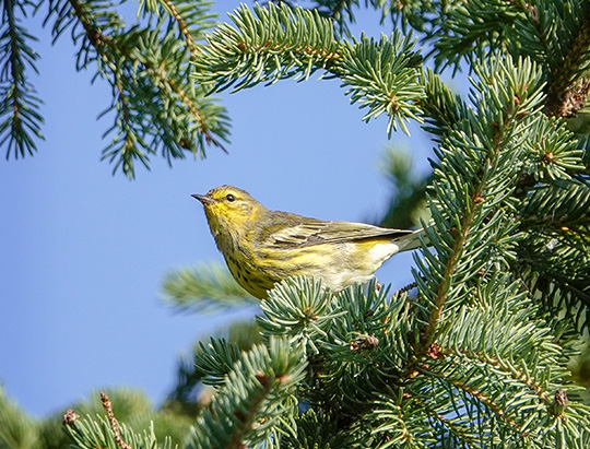 Adirondack Birding: Cape May Warbler on the Jackrabbit Trail at River Road (24 August 2018) dirondack Birding: Cape May Warbler on the Jackrabbit Trail at River Road (24 August 2018)