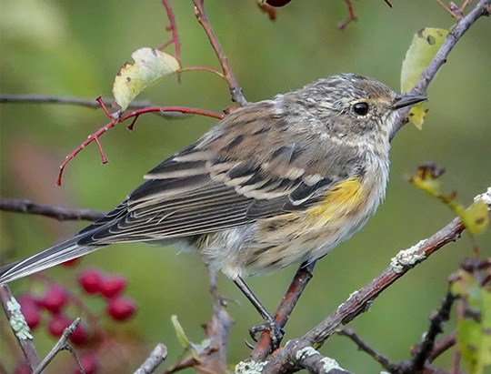 Adirondack Birding: Yellow-rumped Warbler on the Jackrabbit Trail at River Road (2 September 2018)