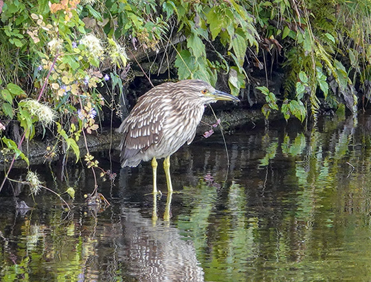 Adirondack Birding: Black-crowned Night-Heron on the Jackrabbit Trail at River Road (12 September 2018)