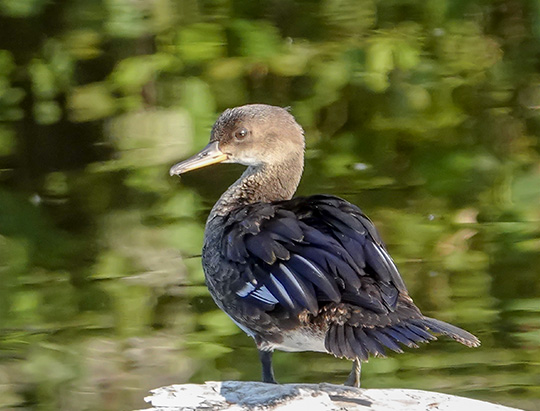 Adirondack Birding: Hooded Merganser on the Jackrabbit Trail at River Road (27 August 2018)