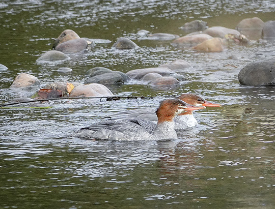 Adirondack Birding: Common Mergansers on the Jackrabbit Trail at River Road (25 September 2018)