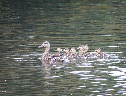 Adirondack Birding: Mallard and ducklings on the Jackrabbit Trail at River Road (2 August 2018)