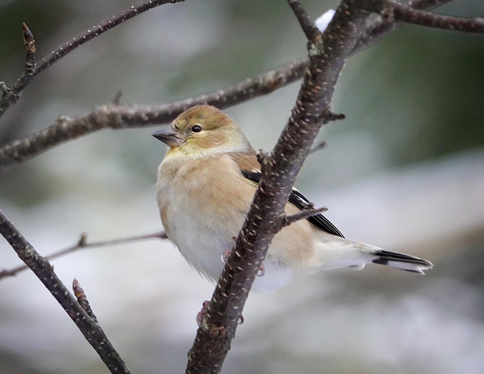 Adirondack Winter Birds: American Goldfinch near Country Club Lane, Essex County, NY (5 December 2021). Click for a larger image, opening in a new window. Adirondack Winter Birds: American Goldfinch near Country Club Lane, Essex County, NY (5 December 2021).