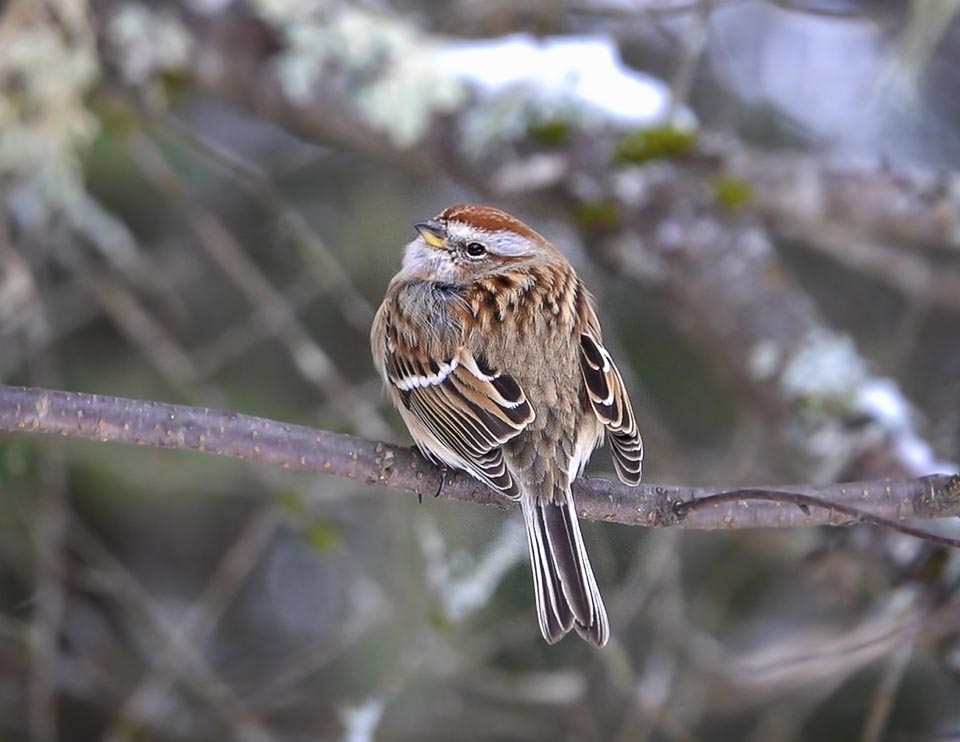 Adirondack Winter Birds:American Tree Sparrow near Country Club Lane, Essex County, NY (22 December 2021). Click for a larger image, opening in a new window. Adirondack Winter Birds:American Tree Sparrow near Country Club Lane, Essex County, NY (22 December 2021).