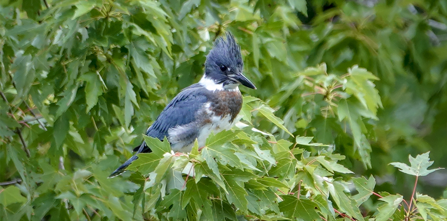 Adirondack Birding:  Belted Kingfisher at the beaver pond on Hulls Falls Road (26 July 2018). 