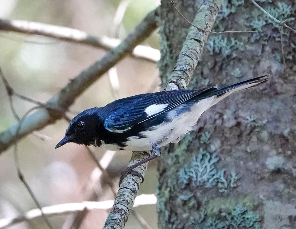 Adirondack Birding: Black-throated Blue Warbler (Setophaga caerulescens) at Craig Wood Golf Club (1 August 2020). Click for a larger image, opening in a new window. Adirondack Birding: Black-throated Blue Warbler (Setophaga caerulescens) at Craig Wood Golf Club (1 August 2020).