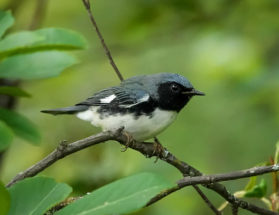 Adirondack Birding: Black-throated Blue Warbler (Setophaga caerulescens) on the John Brown Farm Trails (28 August 2019). Click for a larger image, opening in a new window. Adirondack Birding: Black-throated Blue Warbler (Setophaga caerulescens) on the John Brown Farm Trails (28 August 2019).
