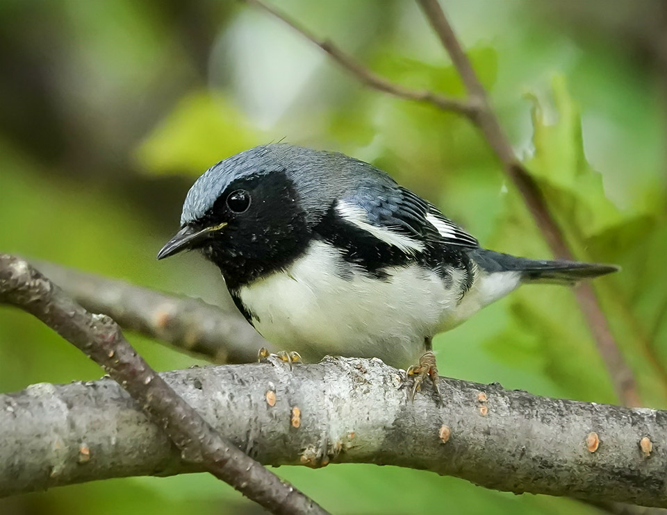 Adirondack Birding: Black-throated Blue Warbler (Setophaga caerulescens) at the John Brown Farm (28 August 2019). Click for a larger image, opening in a new window. Adirondack Birding: Black-throated Blue Warbler (Setophaga caerulescens) at the John Brown Farm (28 August 2019).