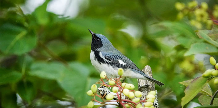 Adirondack Birding: Black-throated Blue Warbler (Setophaga caerulescens) on the John Brown Farm Trails (28 August 2019). Click for larger image, opening in a new window. Adirondack Birding: Black-throated Blue Warbler (Setophaga caerulescens) on the John Brown Farm Trails (28 August 2019).