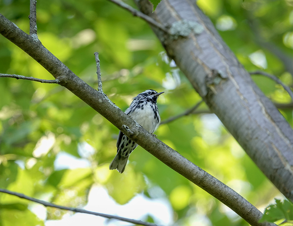 Adirondack Birds: Black-and-white Warbler in the woods near the Cemetery Road Wetlands (18 July 2018). Click for a larger image, opening in a new window. Adirondack Birds: Black-and-white Warbler in the woods near the Cemetery Road Wetlands (18 July 2018).