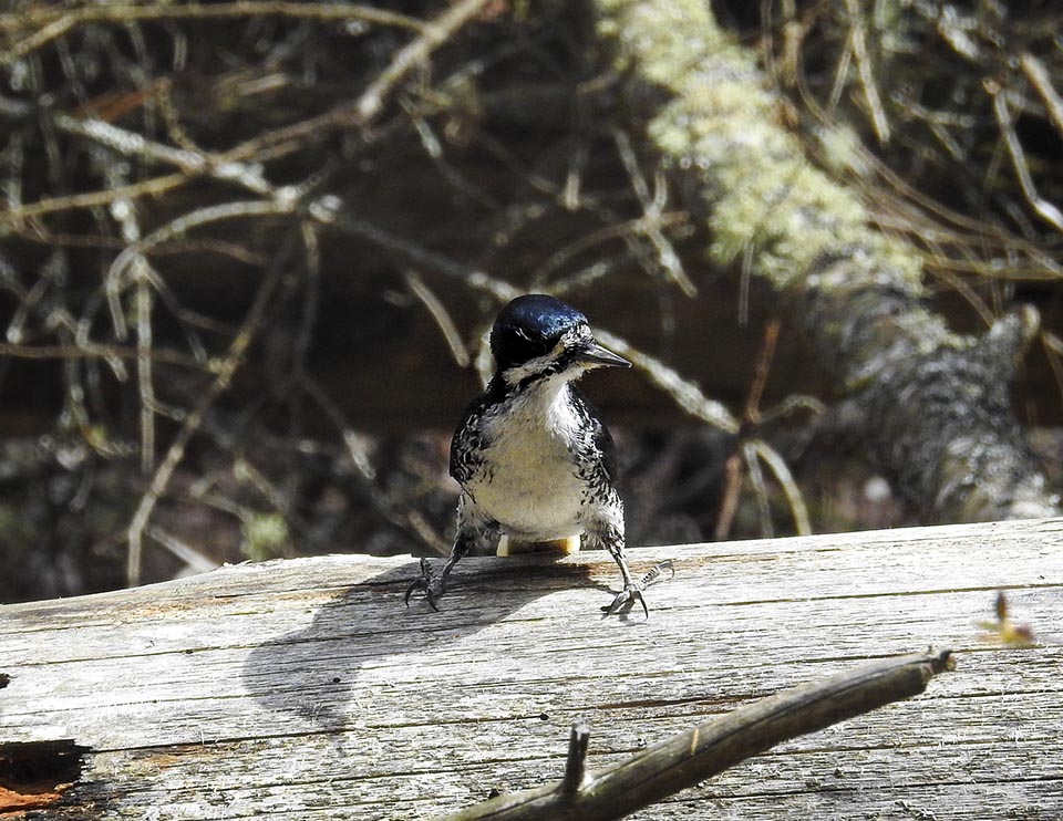 Adirondack Woodpeckers: Black-backed Woodpecker (Picoides arcticus) near Jones Pond, Franklin County, NY (12 May 2017). Click for a larger image opening in a new window. Adirondack Woodpeckers: Black-backed Woodpecker (Picoides arcticus) near Jones Pond, Franklin County, NY (12 May 2017).