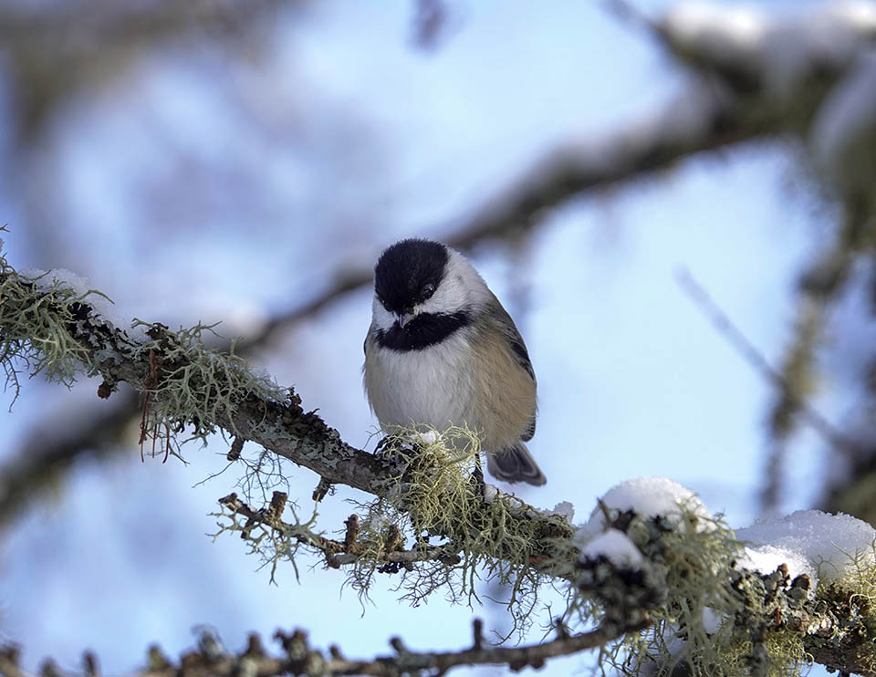 Adirondack Winter Birds: Black-capped Chickadee on the Bloomingdale Bog Trail (19 December 2020). Click for a larger image, opening in a new window. Adirondack Winter Birds: Black-capped Chickadee on the Bloomingdale Bog Trail (19 December 2020).