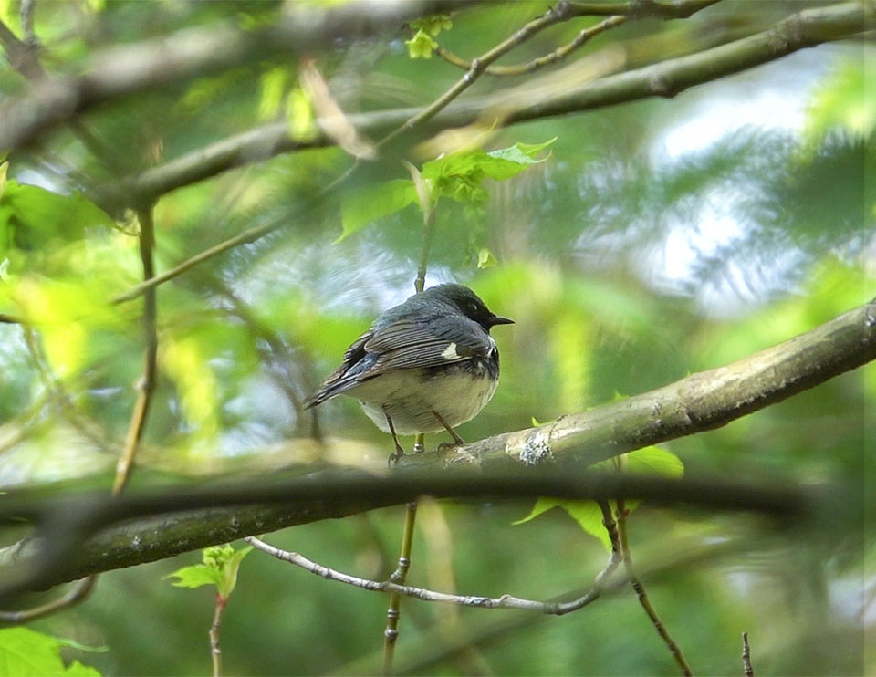 Adirondack Birding: Black-throated Blue Warbler (Setophaga caerulescens) on the Heart Lake Trail (30 May 2019). Click for a larger image, opening in a new window. Adirondack Birding: Black-throated Blue Warbler (Setophaga caerulescens) on the Heart Lake Trail (30 May 2019).