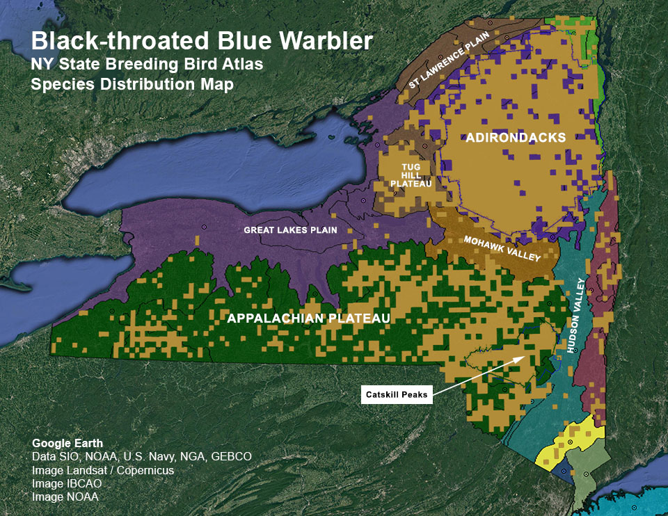 Adirondack Birding: New York State. Department of Environmental Conservation. Breeding Bird Atlas: Species Distributions Map. Black-throated Blue Warbler. Click for larger image. Adirondack Birding: New York State. Department of Environmental Conservation. Breeding Bird Atlas: Species Distributions Map. Black-throated Blue Warbler.