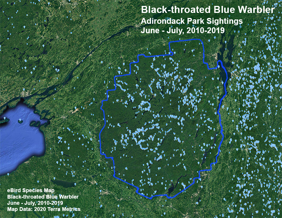 Adirondack Birding: Black-throated Blue Warbler Sightings Map based on eBird reports, June - July 2010-2019. Click for larger image, opening in a new window. Adirondack Birding: Black-throated Blue Warbler Sightings Map based on eBird reports, June - July 2010-2019.