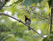 Adirondack Birds: Black-throated Green Warbler at the Heaven Hill Trails (5 July 2020).  
