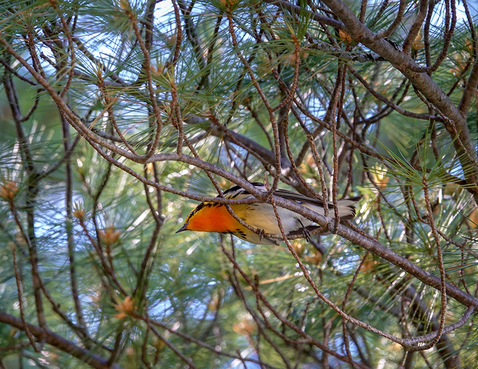 Birds of the Adirondack Park: Blackburnian Warbler on the John Brown Farm Trails (22 June 2018). Click for a larger image opening in a new window. Birds of the Adirondack Park: Blackburnian Warbler on the John Brown Farm Trails (22 June 2018).