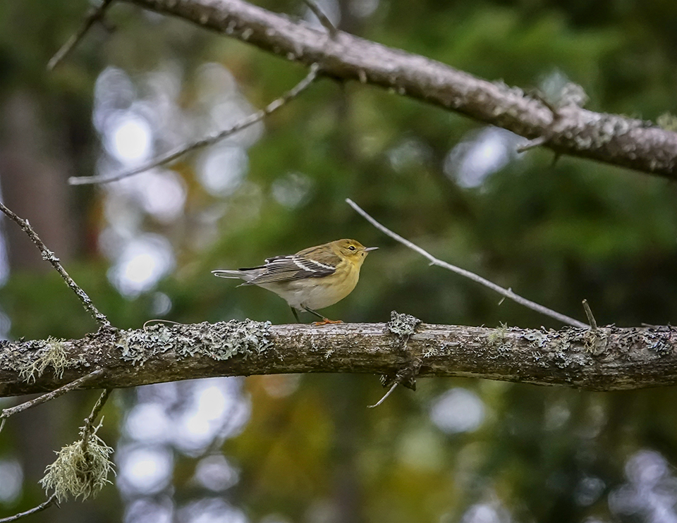 Birds of the Adirondack Park: Blackpoll Warbler on the Woods & Waters Trail (30 September 2018). Click for a larger image, opening in a new window. Birds of the Adirondack Park: Blackpoll Warbler on the Woods & Waters Trail (30 September 2018).