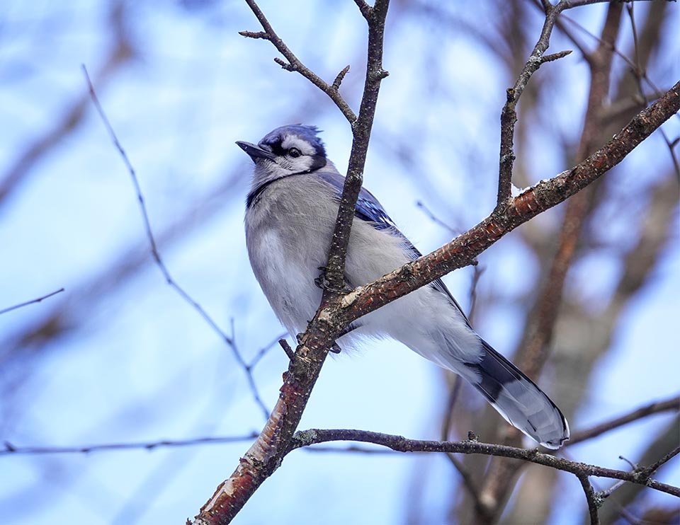 Adirondack Winter Birds: Blue Jay near Country Club Lane, Essex County, NY (5 December 2021). Click for a largerimage, opening in a new window. Adirondack Winter Birds: Blue Jay near Country Club Lane, Essex County, NY (5 December 2021).