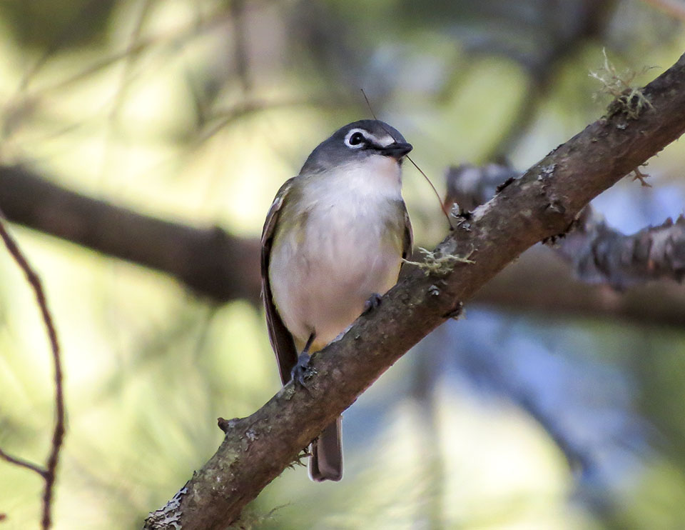 Birds of the Adirondack Park: Blue-headed Vireo on the Black Pond Trail (10 May 2016). Click for a larger image, opening in a new window. Birds of the Adirondack Park: Blue-headed Vireo on the Black Pond Trail (10 May 2016).