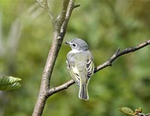 Adirondack Birds: Blue-headed Vireo at John Brown Farm (8 August 2020).