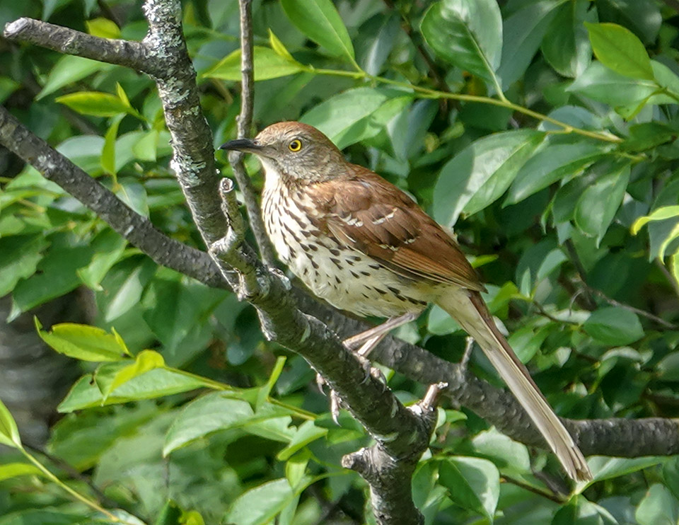 Adirondack Birds: Brown Thrasher at John Brown Farm (16 July 2018).