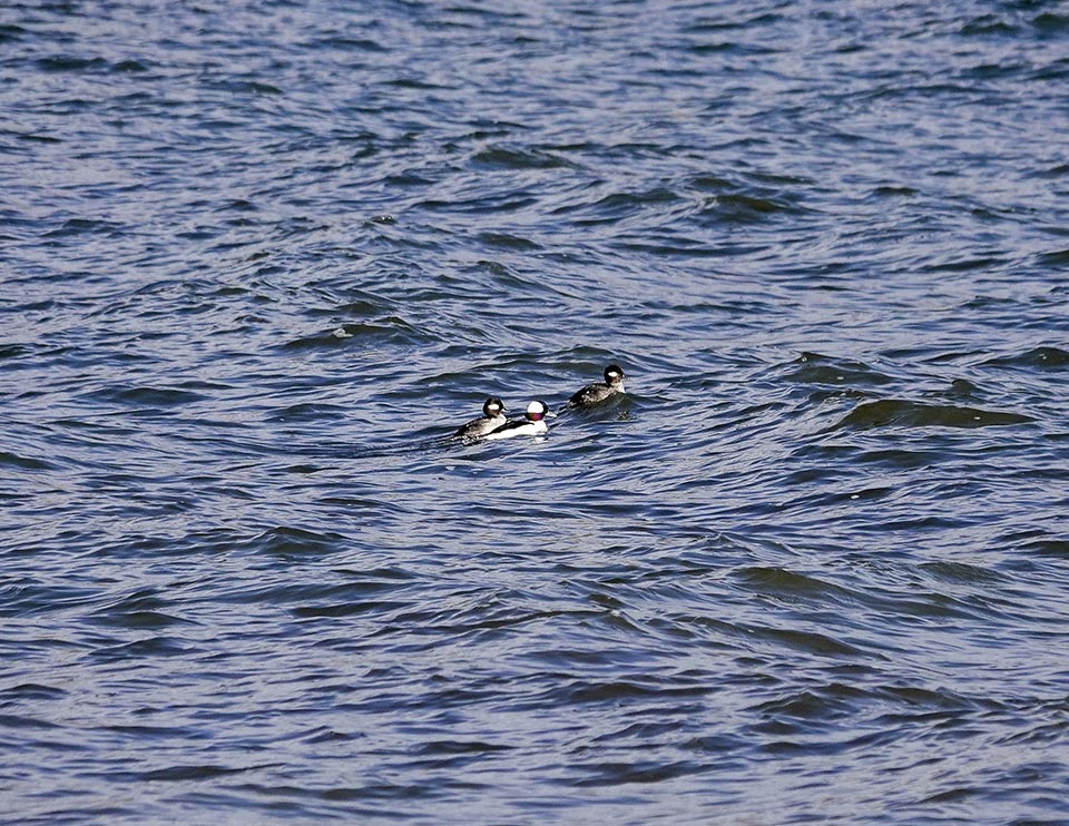Adirondack Winter Birds: Bufflehead at the Westport Boat Launch (13 December 2021). Click for a larger image, opening in a new window. Adirondack Winter Birds: Bufflehead at the Westport Boat Launch (13 December 2021).