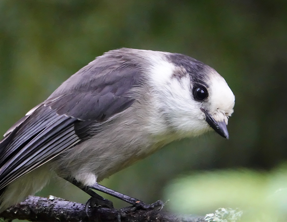 Adirondack Birding: Canada Jay (Perisoreus canadensis) on the Bloomingdale Bog Trail (18 August 2018). This link takes you to a larger image, opening in a new window. Adirondack Birding: Canada Jay (Perisoreus canadensis) on the Bloomingdale Bog Trail (18 August 2018)