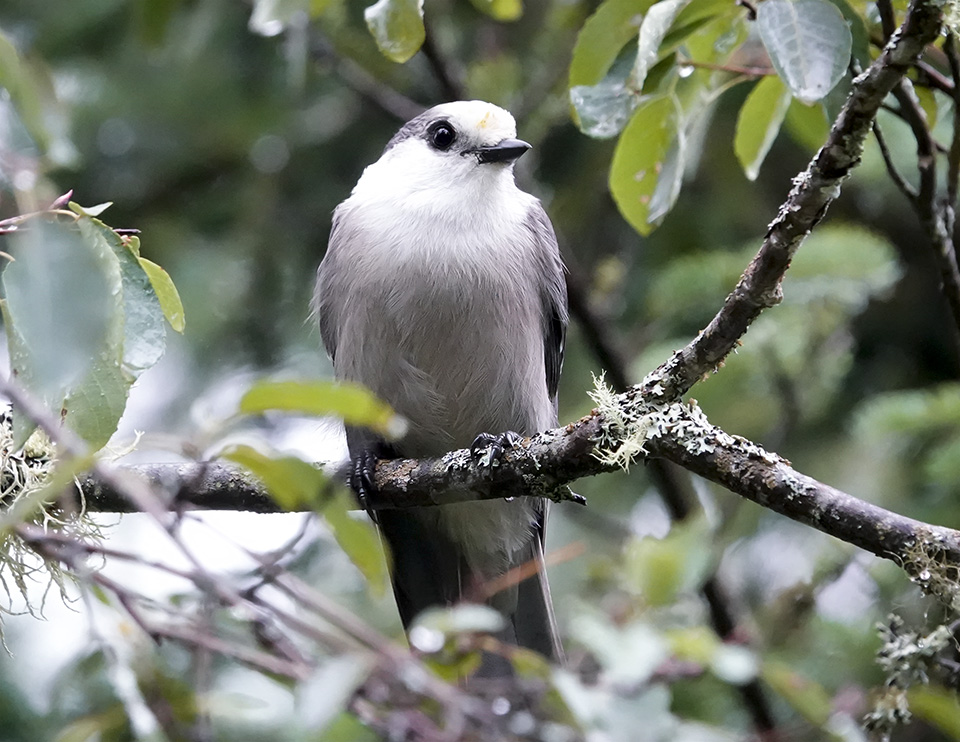 Birds of the Adirondacks: Canada Jay near the north entrance to the Bloomingdale Bog Trail (18 August 2018).