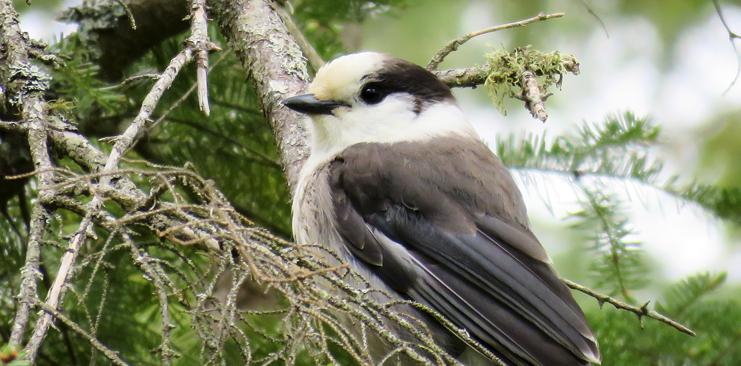 Adirondack Birds: Canada Jay on the Blooomingdale Bog Trail (3 June 2017). Adirondack Birds: Canada Jay on the Blooomingdale Bog Trail (3 June 2017).