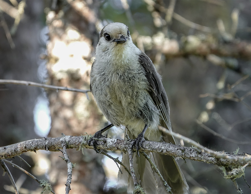 Adirondack Birding: Adult Canada Jay (Perisoreus canadensis) on the Bloomingdale Bog Trail (3 June 2018). This link takes you to a larger image, opening in a new window. Adirondack Birding: Adult Canada Jay (Perisoreus canadensis) on the Bloomingdale Bog Trail (3 June 2018)