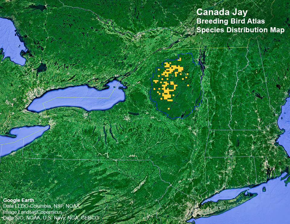 Adirondack Birding: New York State. Department of Environmental Conservation. Breeding Bird Atlas: Species Distributions Map. Gray Jay. Click for larger image. Adirondack Birding: New York State. Department of Environmental Conservation. Breeding Bird Atlas: Species Distributions Map. Gray Jay. Click for larger image.