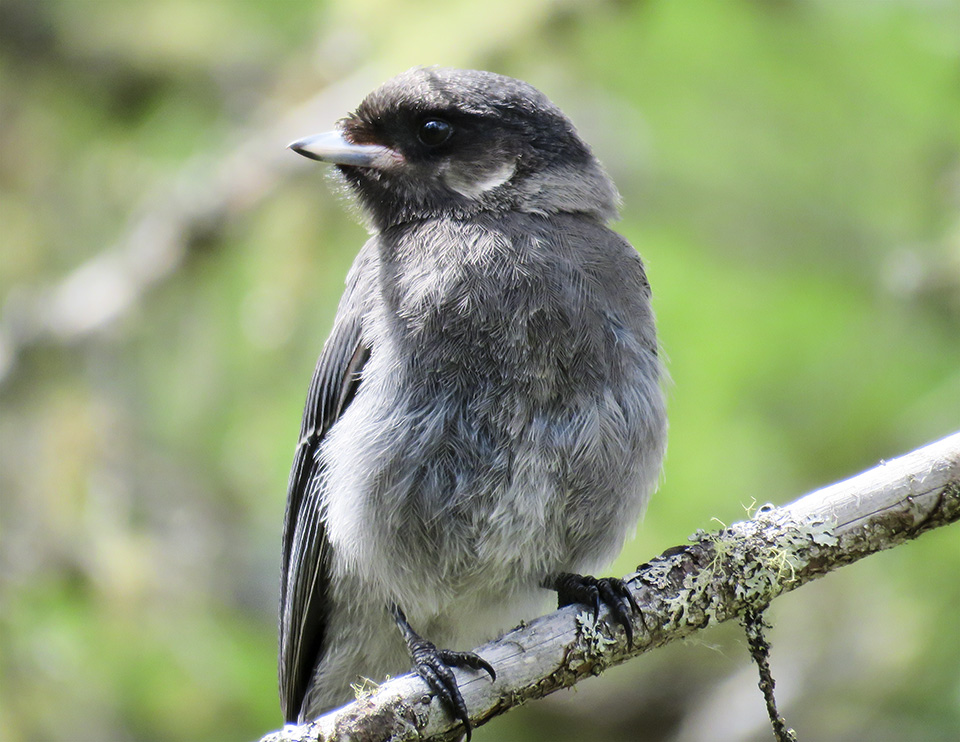 Adirondack Birding: Juvenile Canada Jay (Perisoreus canadensis) on the Bloomingdale Bog Trail (3 June 2017). This link takes you to a larger image, opening in a new window. Adirondack Birding: Juvenile Canada Jay (Perisoreus canadensis) on the Bloomingdale Bog Trail (3 June 2017)