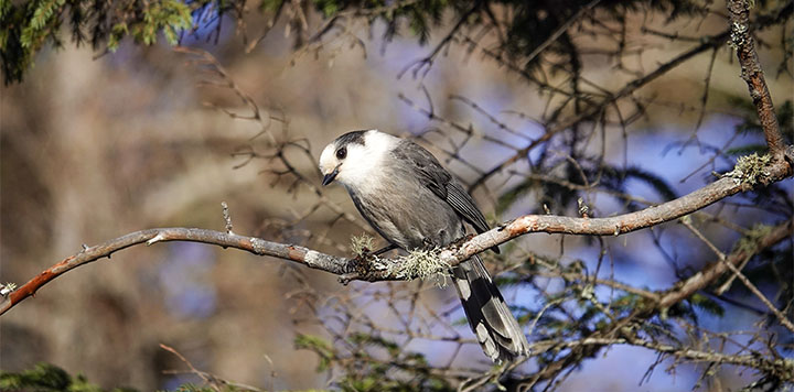 Adirondack Birding: Canada Jay (Perisoreus canadensis) on the Bloomingdale Bog Trail (26 November 2022). Click for a larger image, opening in a new window. Adirondack Birding: Canada Jay (Perisoreus canadensis) on the Bloomingdale Bog Trail (26 November 2022).
