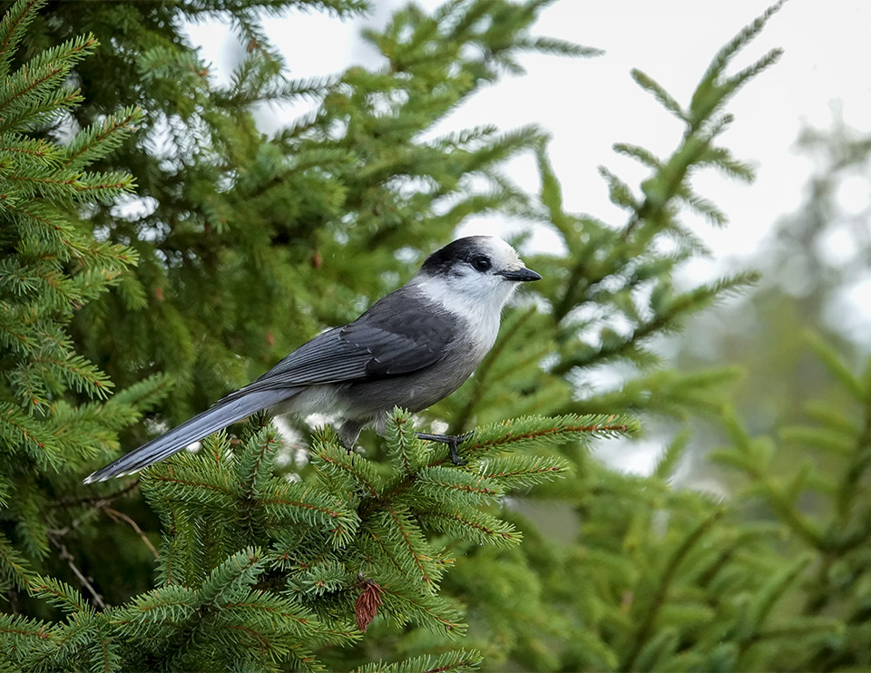 Birds of the Adirondack Park: Canada Jay on the Bloomingdale Bog Trail (7 September 2019). Click for a larger image, opening in a new window. Birds of the Adirondack Park: Canada Jay on the Bloomingdale Bog Trail (7 September 2019). Click for a larger image, opening in a new window.
